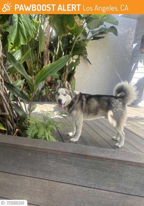 Found/Stray Male Dog last seen Abbot Kinney Blvd, Venice Beach, Los Angeles, CA 90291