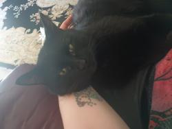 Lost Male Cat last seen Van maren , Citrus Heights, CA 95621
