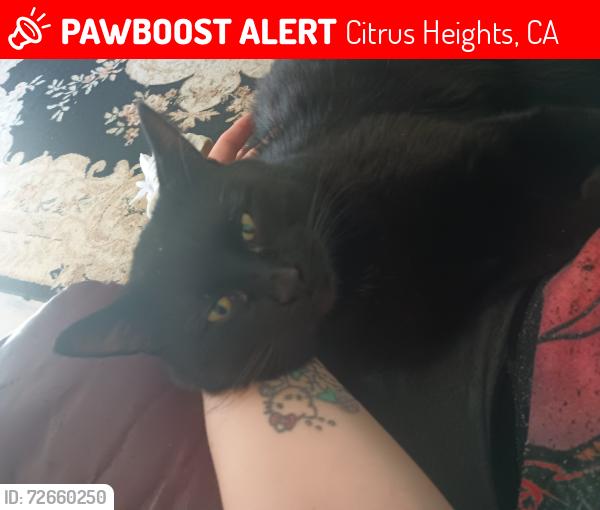 Lost Male Cat last seen Van maren , Citrus Heights, CA 95621