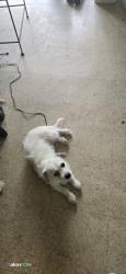Found/Stray Male Dog last seen 31st and garrnett, Tulsa, OK 74129