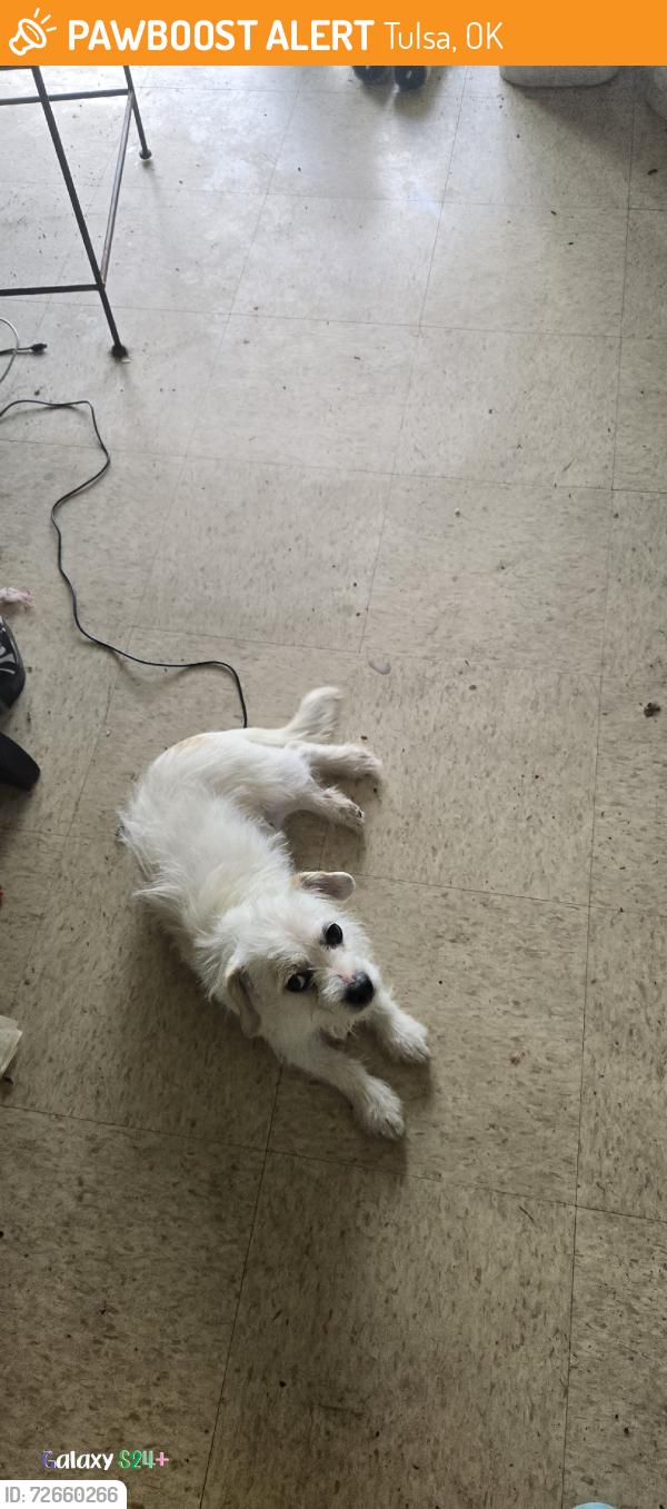 Found/Stray Male Dog last seen 31st and garrnett, Tulsa, OK 74129