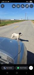 Found/Stray Unknown Dog last seen 110th st E lancaster CA, Lancaster, CA 93535