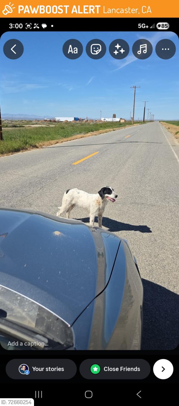Found/Stray Unknown Dog last seen 110th st E lancaster CA, Lancaster, CA 93535