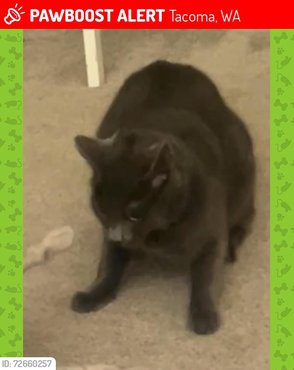 Lost Male Cat last seen seven11, Tacoma, WA 98465