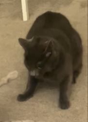 Lost Male Cat last seen seven11, Tacoma, WA 98465