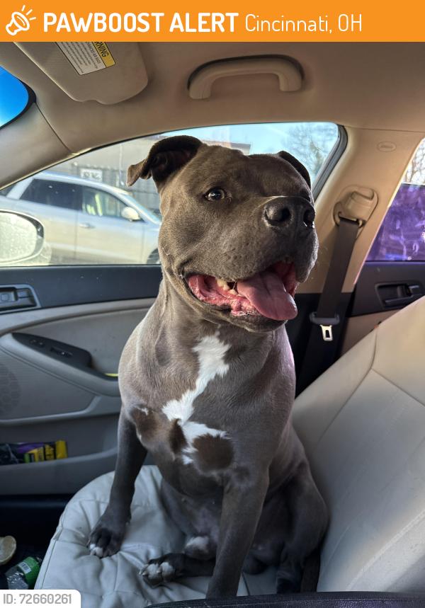 Found/Stray Male Dog last seen Near Hook Fish on Reading Rd., Cincinnati, OH 45229