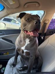 Found/Stray Male Dog last seen Near Hook Fish on Reading Rd., Cincinnati, OH 45229