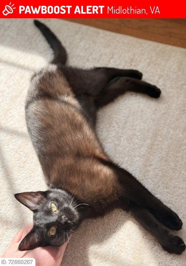 Lost Female Cat last seen Near Rolling Spring Dr. Midlothian VA 23114, Midlothian, VA 23114