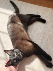 Lost Female Cat last seen Near Rolling Spring Dr. Midlothian VA 23114, Midlothian, VA 23114