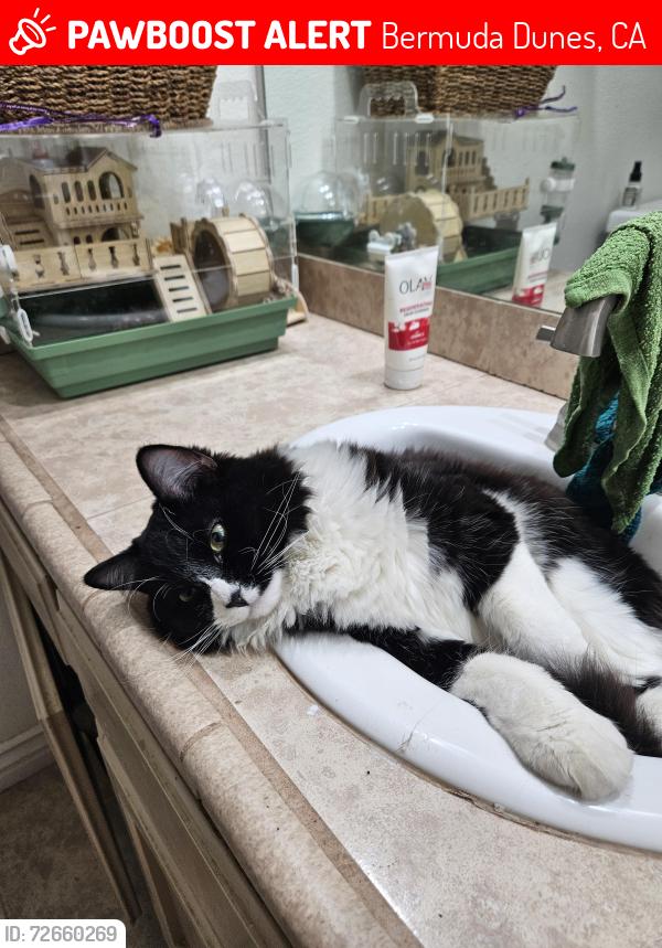 Lost Male Cat last seen Jamaica Sands, Bermuda Dunes, CA 92203