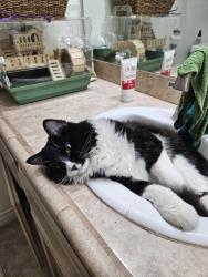 Lost Male Cat last seen Jamaica Sands, Bermuda Dunes, CA 92203