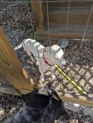 Found/Stray Male Dog last seen Near and Big Oak, Montgomery, TX 77356