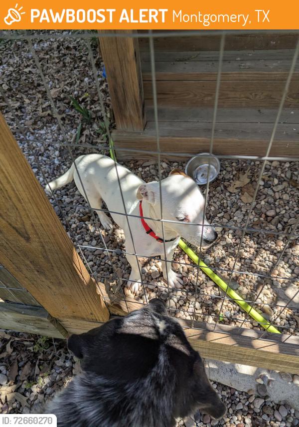 Found/Stray Male Dog last seen Near and Big Oak, Montgomery, TX 77356