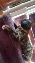 Lost Female Cat last seen Near Church Pond Rd, Fredericksburg, VA 22408