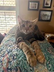 Lost Female Cat last seen Near N akers st, Visalia, CA 93291