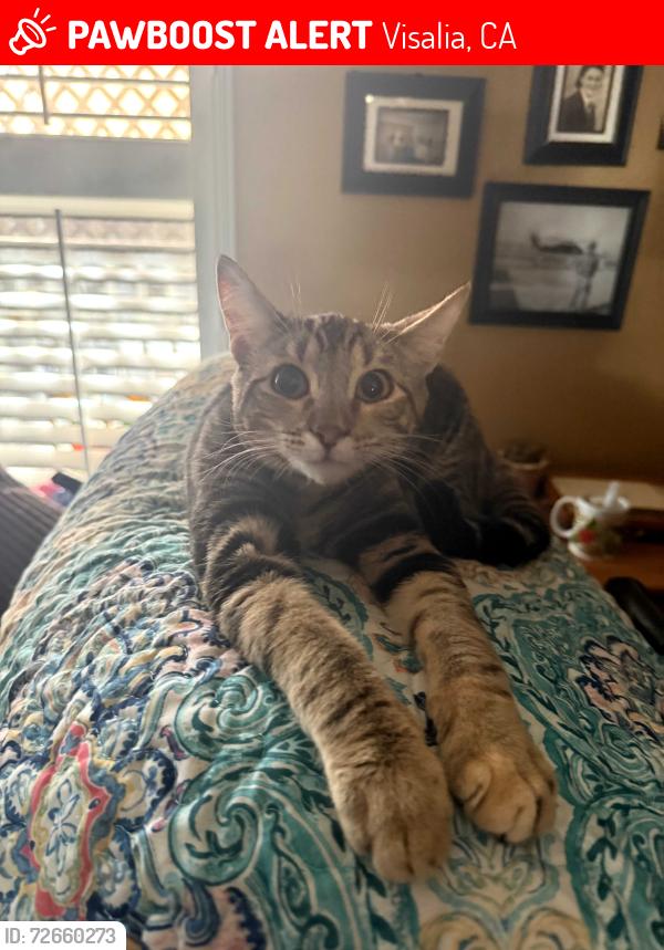 Lost Female Cat last seen Near N akers st, Visalia, CA 93291