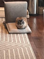 Lost Male Cat last seen bayshore elementary school and the mud flts, Anchorage, AK 99515