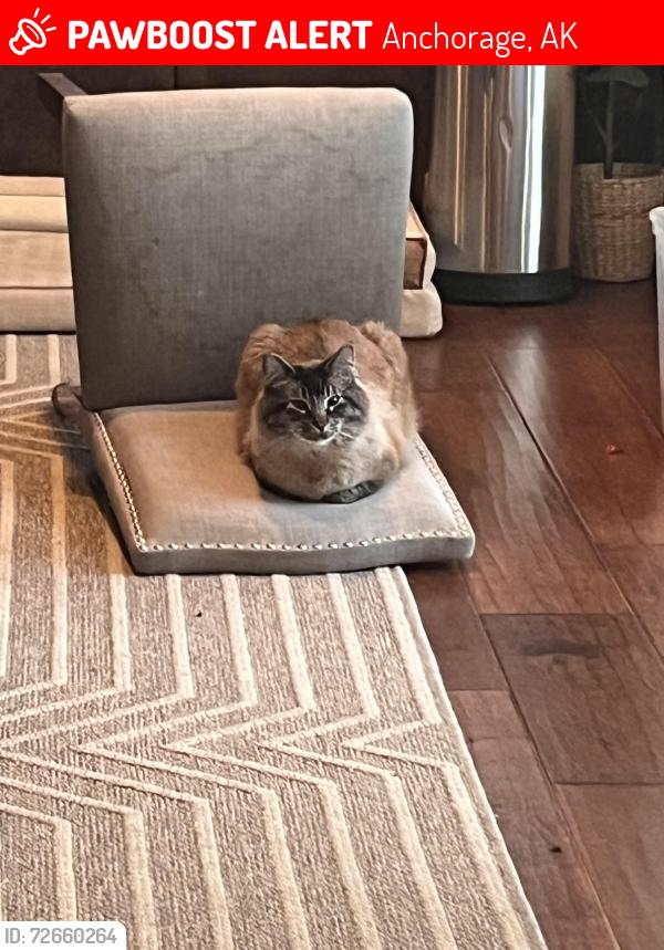 Lost Male Cat last seen bayshore elementary school and the mud flts, Anchorage, AK 99515
