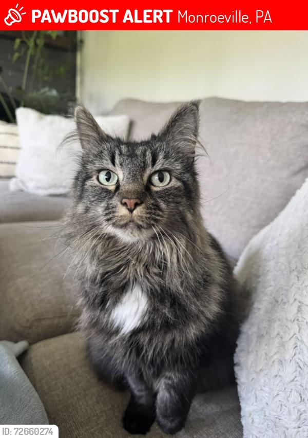 Lost Female Cat last seen Saint vincent drive, Monroeville , Monroeville, PA 15146