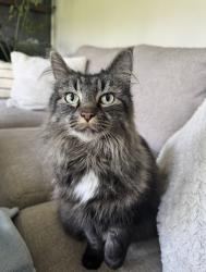 Lost Female Cat last seen Saint vincent drive, Monroeville , Monroeville, PA 15146