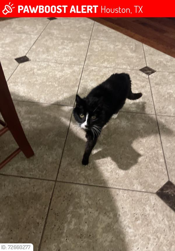 Lost Female Cat last seen Tumbling Falls Ct /Walnut Green, Houston, TX 77062