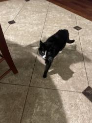 Lost Female Cat last seen Tumbling Falls Ct /Walnut Green, Houston, TX 77062