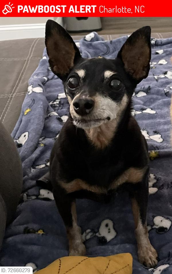 Lost Female Dog last seen Studley Rd, Charlotte, NC 28212