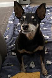 Lost Female Dog last seen Studley Rd, Charlotte, NC 28212