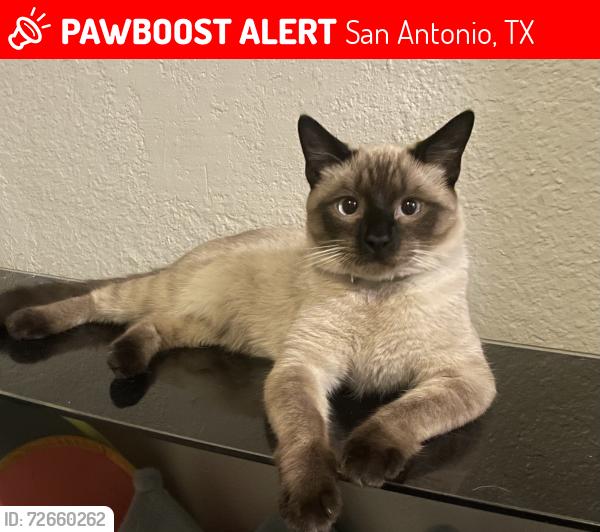 Lost Male Cat last seen Wets av & bitters, San Antonio, TX 78216