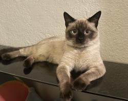 Lost Male Cat last seen Wets av & bitters, San Antonio, TX 78216