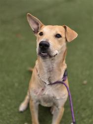 Shelter Stray Male Dog last seen Near BLOCK OF S SAN MANUEL, San Antonio, TX 78227