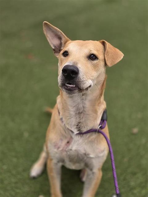Shelter Stray Male Dog last seen Near BLOCK OF S SAN MANUEL, San Antonio, TX 78227