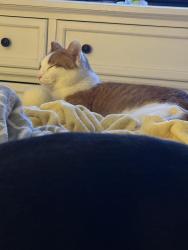 Lost Male Cat last seen Donegal and Demorest , Columbus, OH 43228