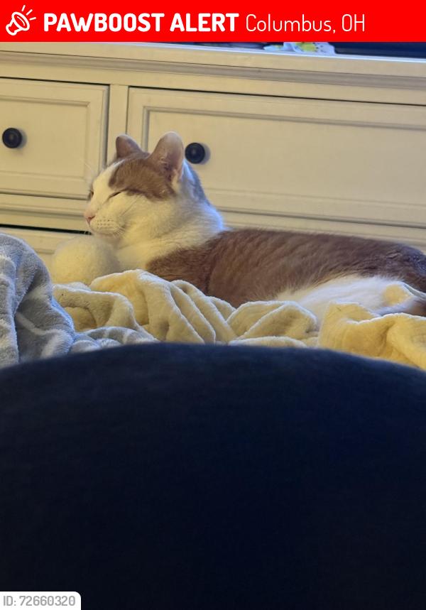 Lost Male Cat last seen Donegal and Demorest, Columbus, OH 43228