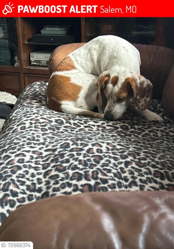 Lost Female Dog last seen Near nn, Salem, MO 65449