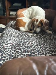 Lost Female Dog last seen Near nn, Salem, MO 65449