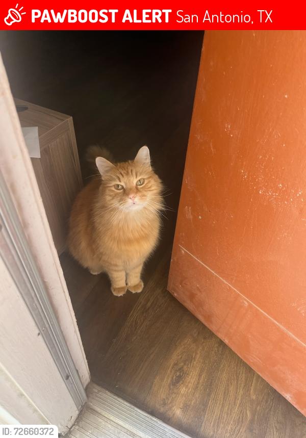 Lost Male Cat last seen Wurzbach and Fredericksburg, San Antonio, TX 78240