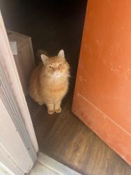 Lost Male Cat last seen Wurzbach and Fredericksburg, San Antonio, TX 78240