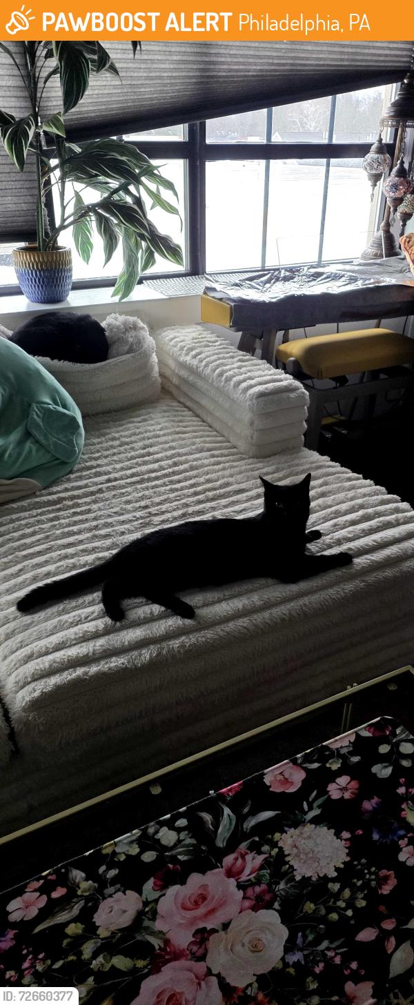 Found/Stray Male Cat last seen On the 3rd floor roof of apmt building, Philadelphia, PA 19121