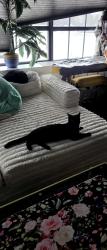 Found/Stray Male Cat last seen On the 3rd floor roof of apmt building, Philadelphia, PA 19121