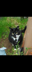 Lost Male Cat last seen Murray st., Lodi, CA 95240