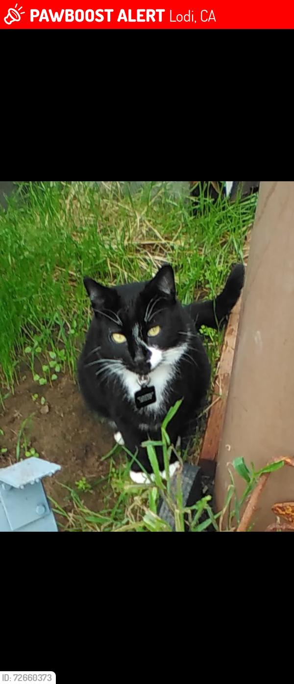 Lost Male Cat last seen Murray st., Lodi, CA 95240