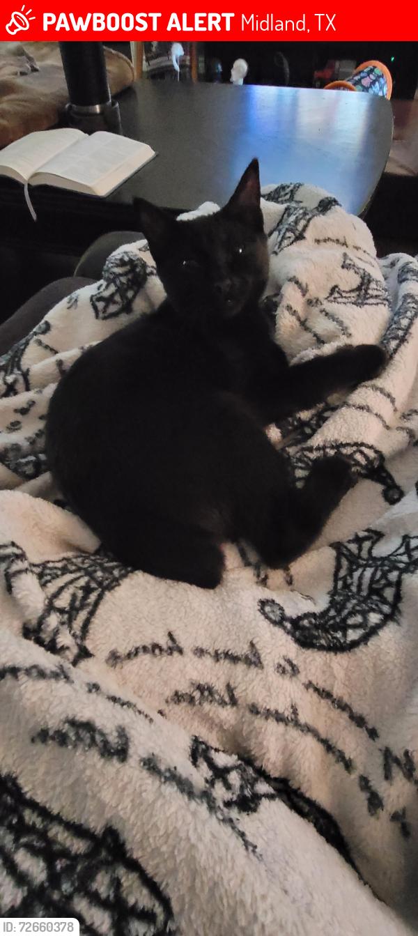 Lost Female Cat last seen Holiday Hill, Midland, TX 79707
