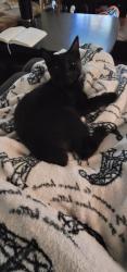 Lost Female Cat last seen Holiday Hill, Midland, TX 79707