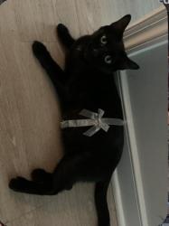 Lost Female Cat last seen Parkwood Court, Falls Church, VA 22042