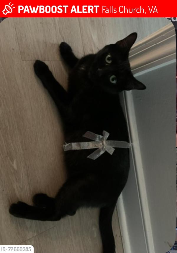 Lost Female Cat last seen Parkwood Court, Falls Church, VA 22042