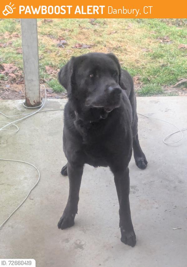 Found/Stray Male Dog last seen Hickory St, Danbury, CT 06810