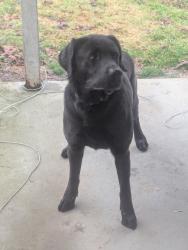 Found/Stray Male Dog last seen Hickory St, Danbury, CT 06810