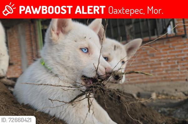 Lost Male Dog last seen Calle 20 de Noviembre, cerca de six flags y los dos Oos , Oaxtepec, Mor. 62738