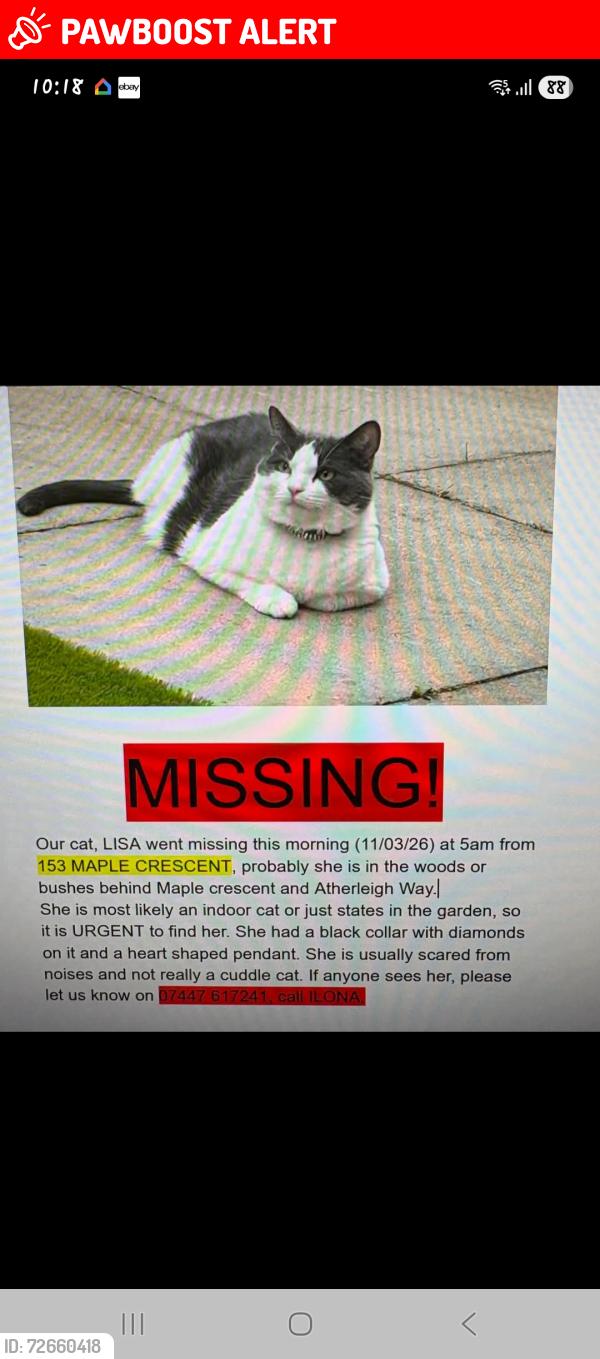 Lost Male Cat last seen Atherleigh way , Greater Manchester, England WN7 5TA